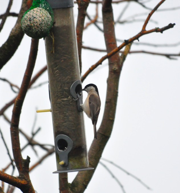 Marsh or maybe Willow Tit. Cannot remember the difference.