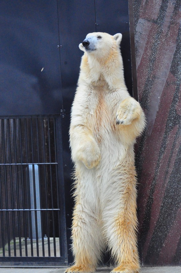 Turning point in Polar Bear evolution