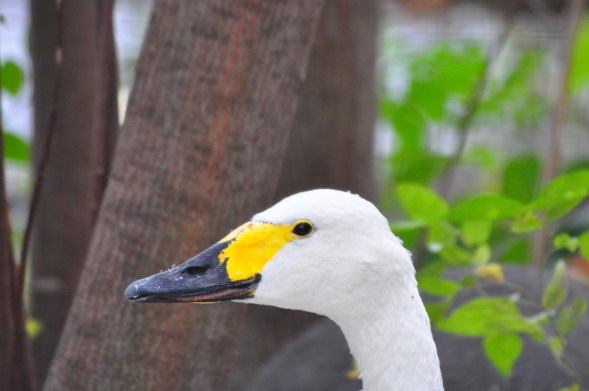 Bewick's Swan. I have seen these in KIntyre