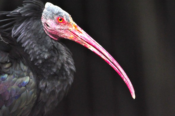 The harbour lights of auld Aberdeen Are home, sweet home to me.