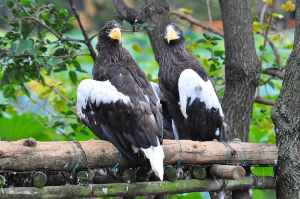 Stellar's Sea Eagles!