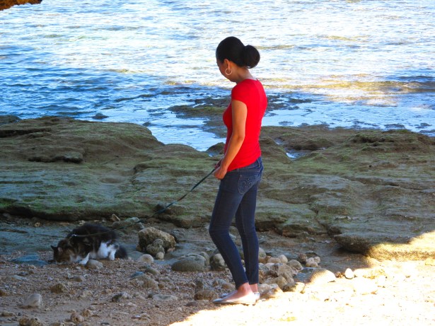 Yoko takes a Main Coon for a walk by the shores of Tancha Bay.