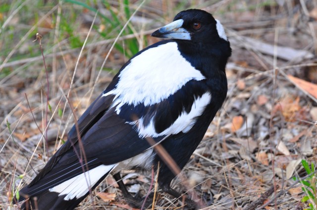 Australian Magpie