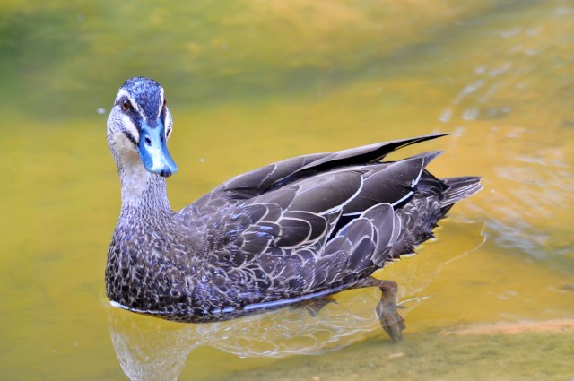 The Goolagong Duck