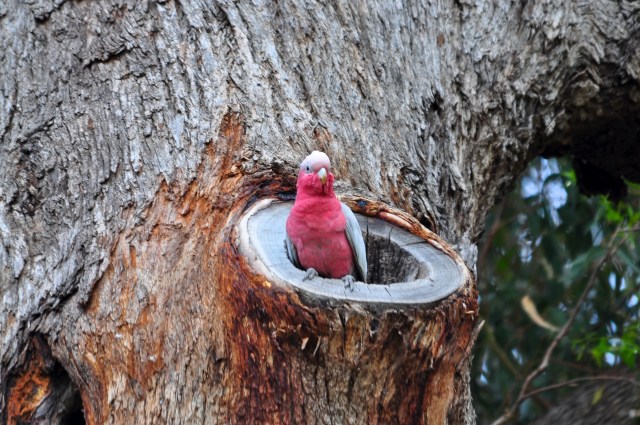 Galah