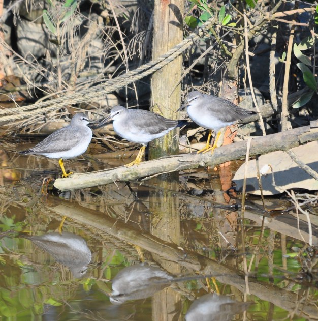 Grey Tailed Tattlers
