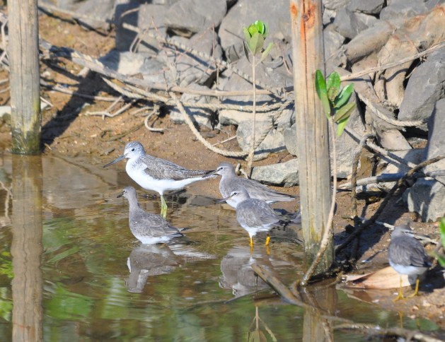 Greenshank with Tattlers