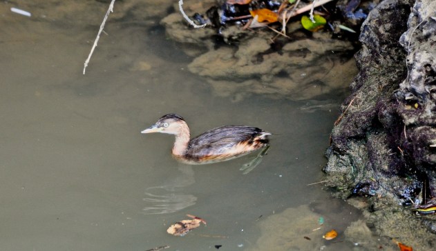 Dabchick