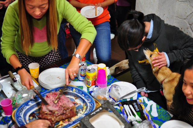 Very well behaved dog