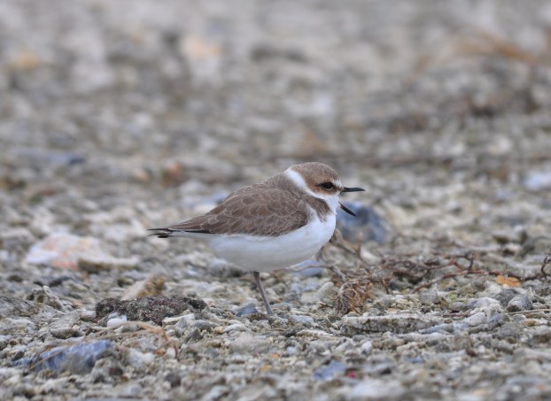 Kentish Plover complaining