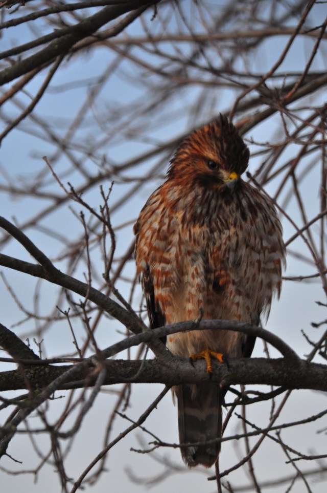 I am writing this in Osaka airport so do not have my book with me to identify this hawk