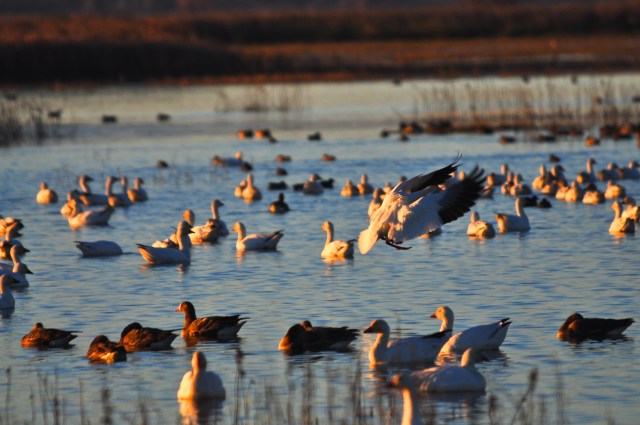 Snow Goose drops from the sky