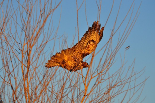 Red Tailed Hawk sets off for a new year. Good hunting buddy.