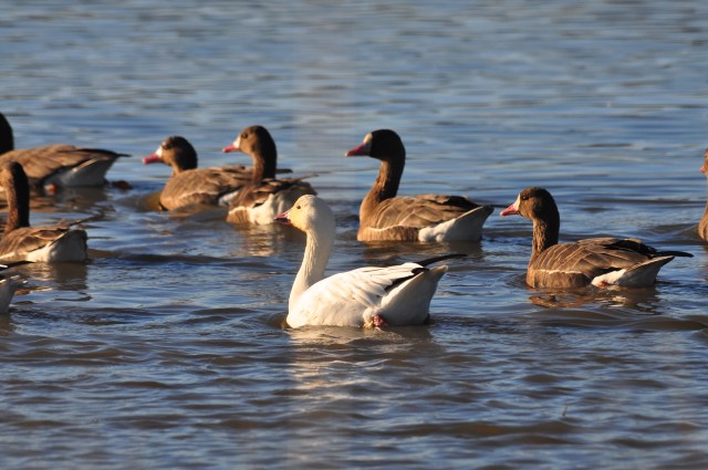 Snow Goose