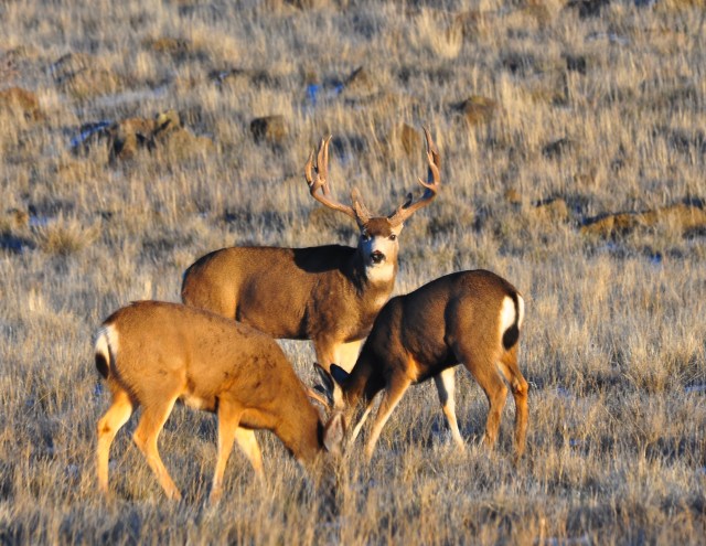 The US is still packed with wildlife
