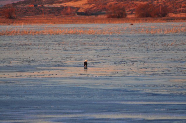 Bald Headed Eagle on frozen Lake Tule.