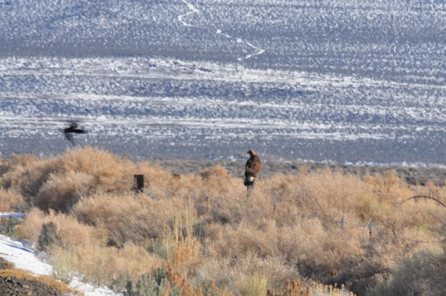 Bad photo of Golden Eagle