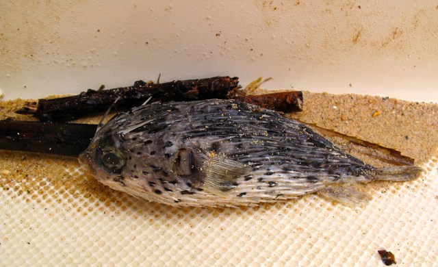 Space age fish trapped inside Dileas