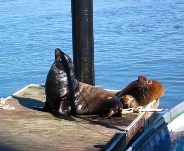 Mr and Mrs Sealion