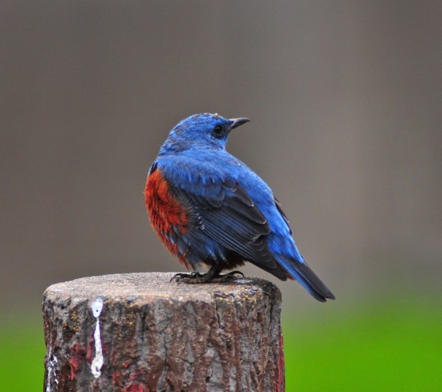 Blue Rock Thrush