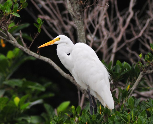 Great White Egret