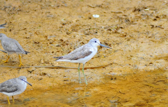 Greenshanks. Edward I was known as Longshanks.