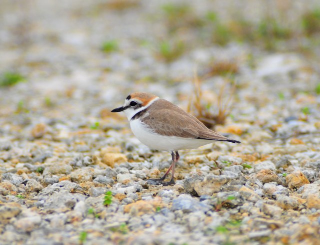 Mr Kentish Plover