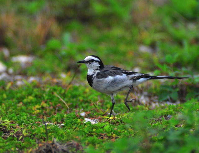 Windswept White Wagtail