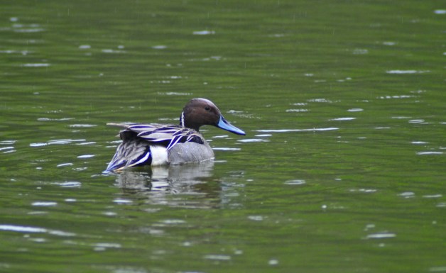 I like it that they come to our lake.