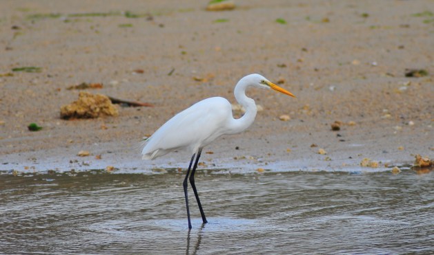 Great Whiite Hope, y'all.