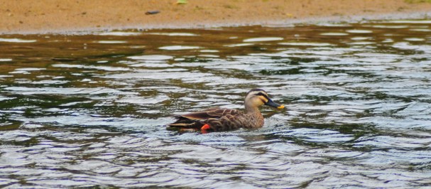 Spot Billed Duck