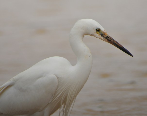 Little Egret
