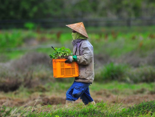 A human planting exotic root vegetables