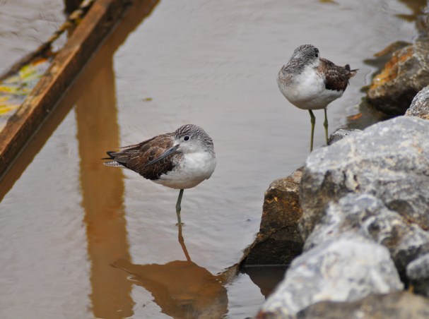 Somebody has cut off this Greenshank's  shank.