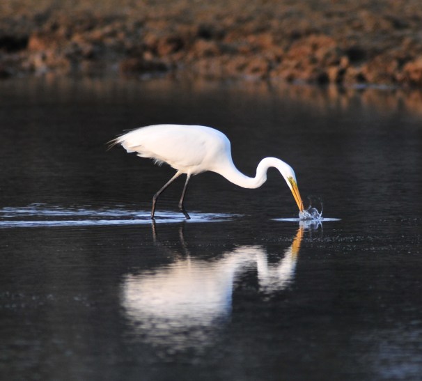 Great White Egret hunting