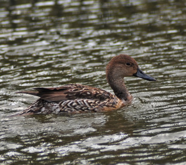 Mrs Pintail