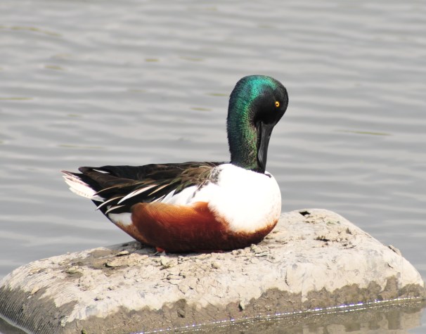 Shoveler checks his tie