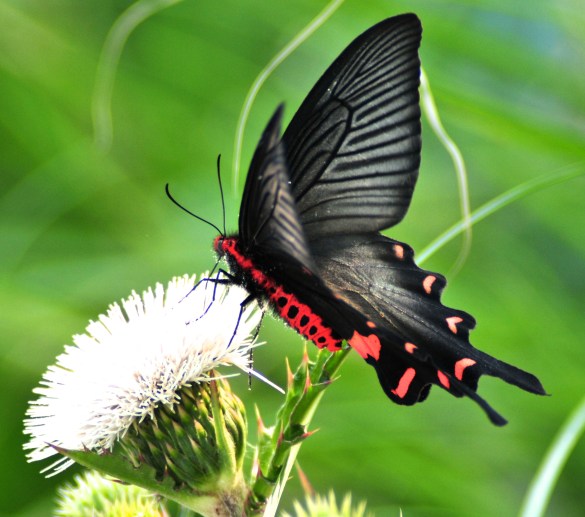 Warm my toilet seat.