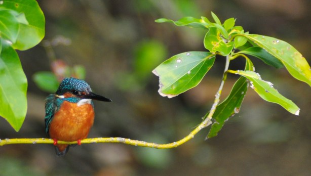 Rodney Kingfisher
