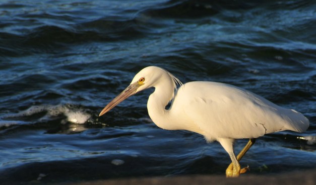 Pacific Rim Egret ( White morph) fishing for crabs right in front of the house.