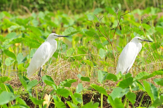 Little Egrets