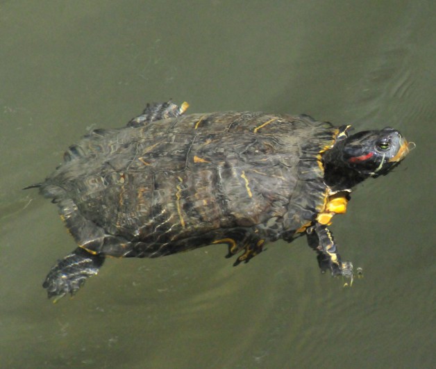 A turtle. These things are about a foot long .