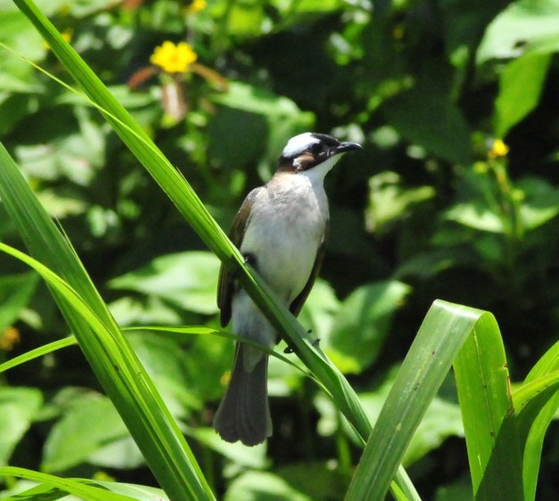 Chinese Bulbul.