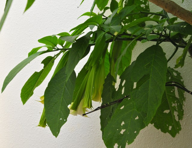 The Brugmansia is about  to go insane.