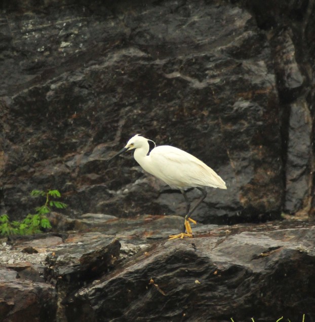 Little Egret - notice the yellow feet