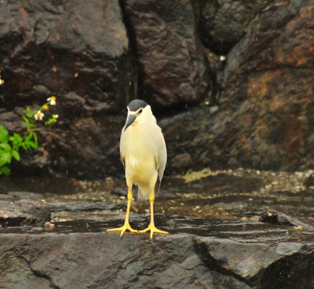Night Heron sans umbrella