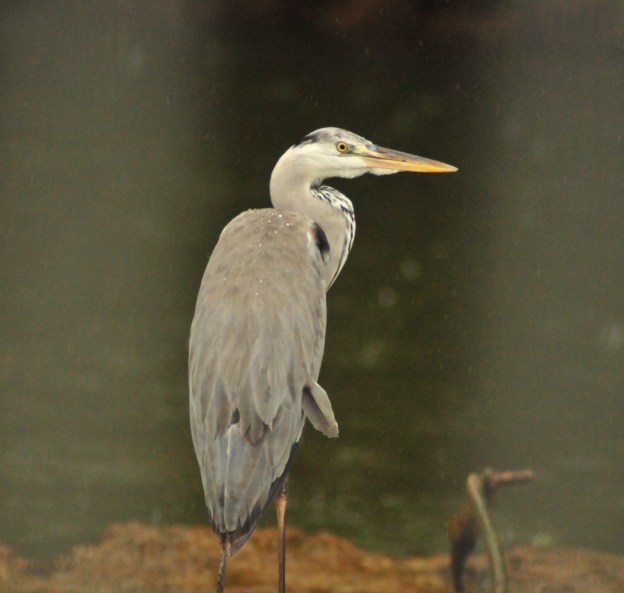 Grey Heron in the rain
