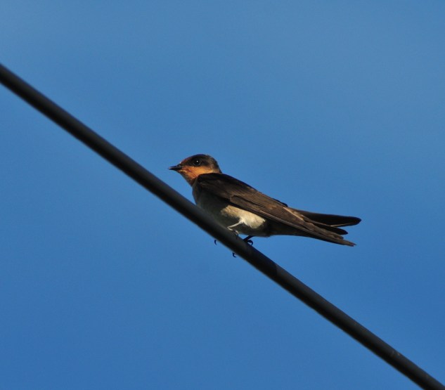 Pacific Swallow on Minna Jima. I also saw the amazing Pacific Swift on Ie. No photo.