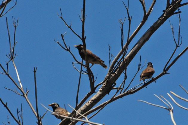 White-Cheeked Starlings! Does n't that send a thrill through you?