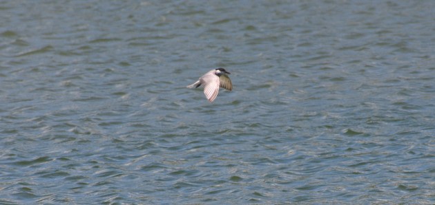 Whiskered Tern
